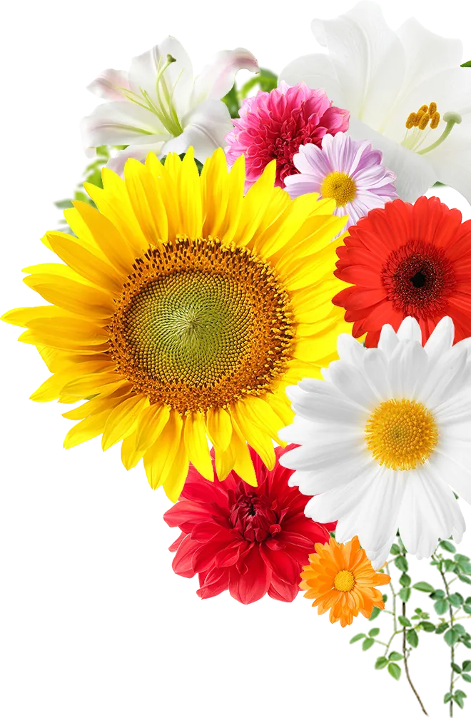 花のイメージ
